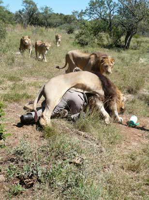 Lion Man