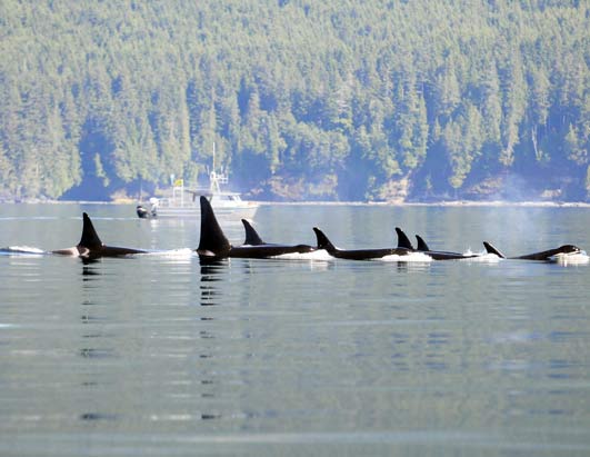 Orcas in Seattle
