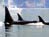 Orcas in Seattle