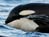 Orcas in Seattle