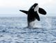 Orcas in Seattle