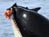 Orcas in Seattle