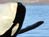 Orcas in Seattle