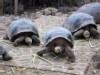 Galapagos