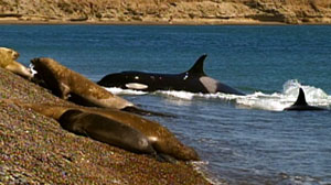 Killer whales, or orcas, are the top predators in the sea