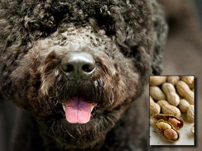 dogs peanuts