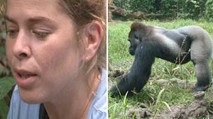 Photo: Into the Wild: Studying Gorillas in their Natural Habitat