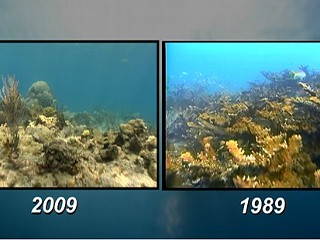 Coral Reefs