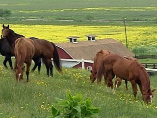 Horses/also-rans of Pimlico and Churchill Downs.