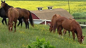 Horses/also-rans of Pimlico and Churchill Downs.
