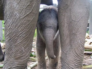 elephant