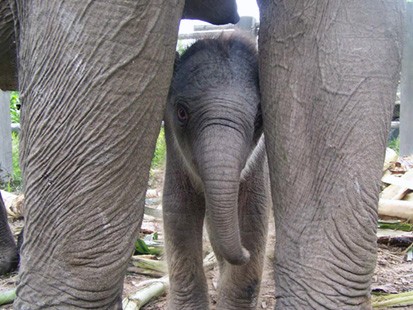 Baby Saree was an early holiday gift to a struggling elephant herd in Sumatra.