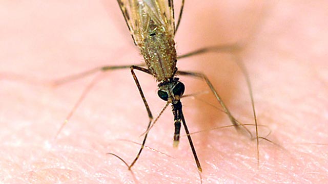PHOTO: Anopheles mosquito