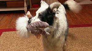 PHOTO: A border collie named Chaser has learned to identify over 1,000 objects.