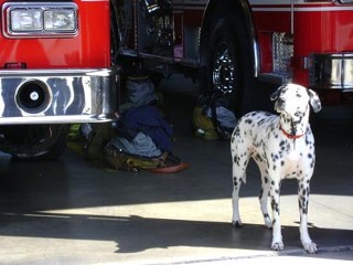 firehousedog