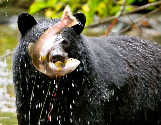 Spirit Bears 