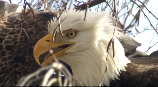 Real-Life Angry Birds Fight Over Territory