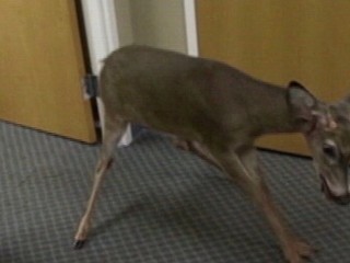 Watch: Deer Invades Office Breakroom