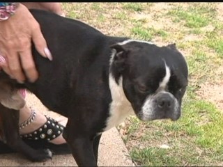 Watch: Talking Dog Delivers Sweet Message