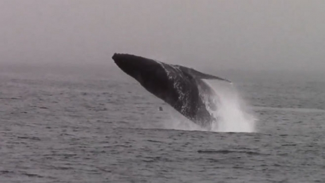 VIDEO: Hundreds of orcas, humpbacks and dolphins show up for a seafood buffet.