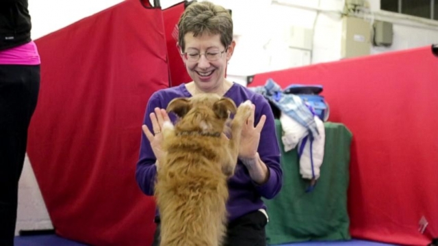 VIDEO: Pure breeds and mutts compete for the first time at this prestigious event.