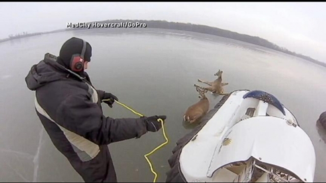 VIDEO: Instant Index: Deer Caught on Ice in Minnesota Rescued by Good Samaritans