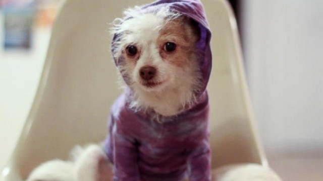 VIDEO: These pet owners are on a mission to help find homes for aging dogs.