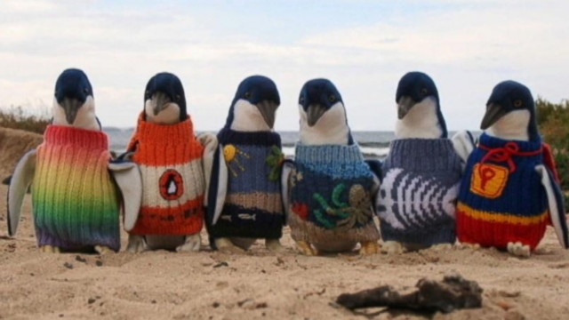 VIDEO: Instant Index: Rescue Effort to Save Penguins With Sweaters