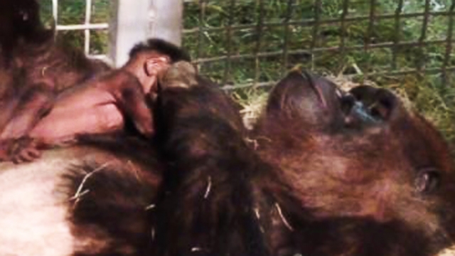 VIDEO: Watch: A Baby Gorilla Placed in Moms Arms for the First Time