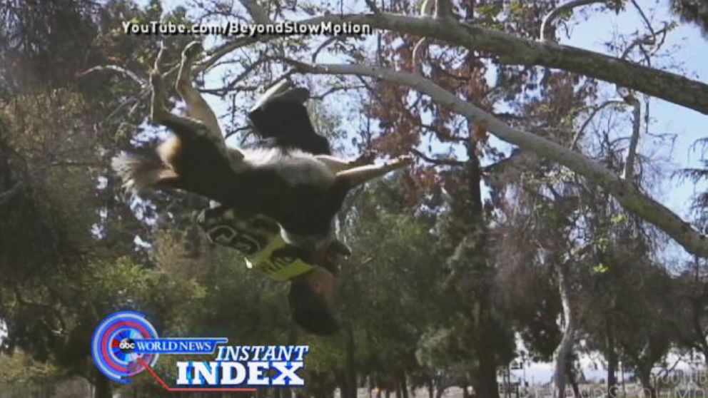 VIDEO: Meet Jumpy the Canine Acrobat