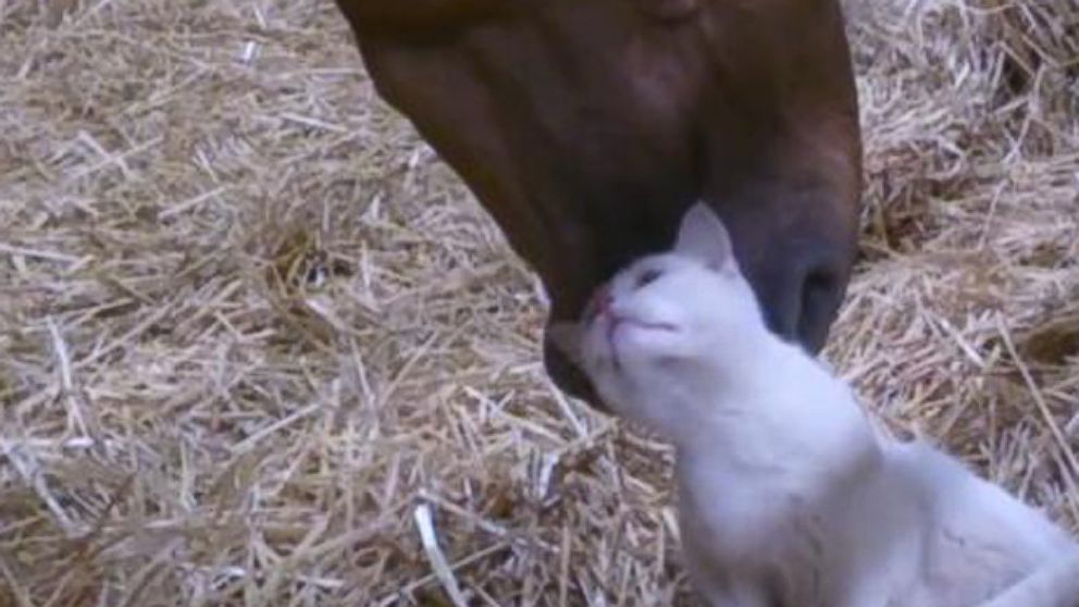 VIDEO: Instant Index: Moments of Pure Joy