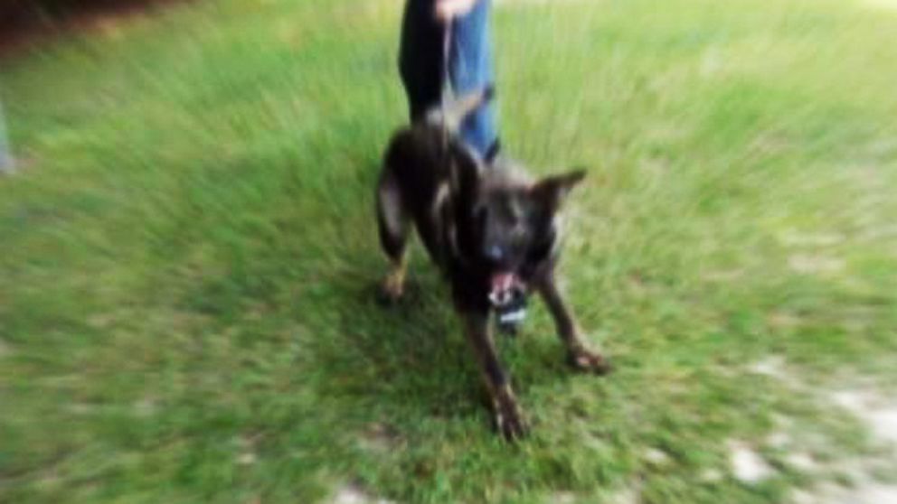 VIDEO: How to Avoid Getting Attacked By a Dog