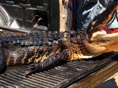 WATCH: 10-year-old girl survives alligator attack in Florida