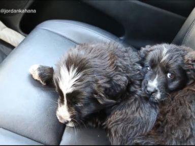 WATCH: 2 rescued puppies take the road trip of a lifetime