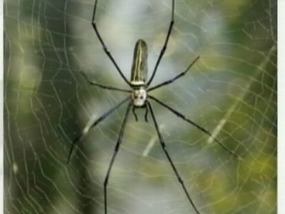 VIDEO: Japanese researcher uses spider silk to spin a set of violin strings.