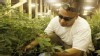 VIDEO: Pot Growers Join Union