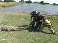 Crocodile