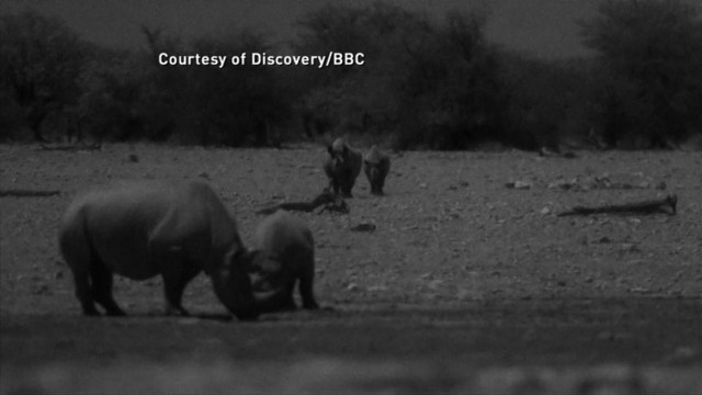 VIDEO: Animal rituals exposed on "AFRICA", series premiere at 10 pm on Discovery.