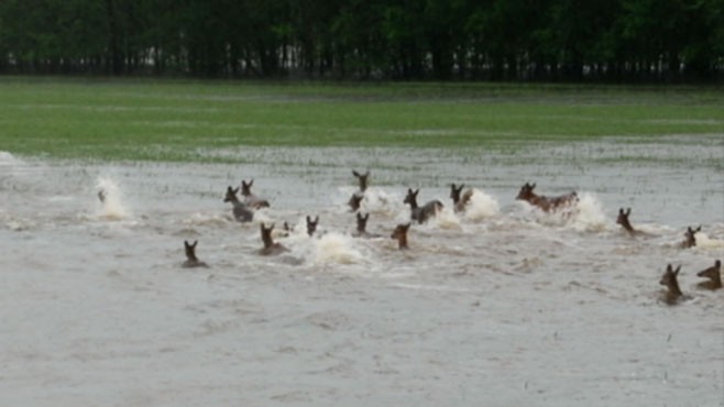 VIDEO: Wildlife Invades Due to Flooding