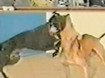 VIDEO: Supreme Court rules that selling films depicting animal cruelty is free speech.