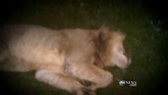 Zanesville Animal Massacre Included 18 Rare Bengal Tigers - ABC News