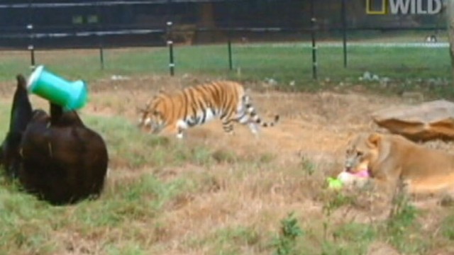 VIDEO: Lions, Tigers and Bears Living Together