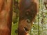 Logging Threatens ’Dependant’ Apes