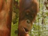 Logging Threatens &rsquo;Dependant&rsquo; Apes