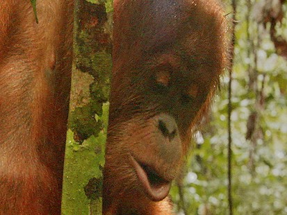 VIDEO: Endangered Orangutans Are Being Threatened In Sumatra