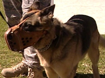 Dog Warriors Come Home
