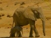 Elephant Grandma Knows Best
