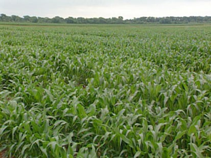 Field of plants