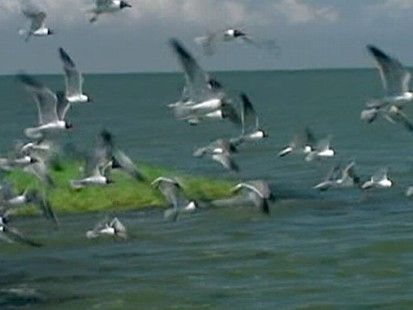 VIDEO: Matt Guttman on the plan to trick birds into stopping before they land in oil.
