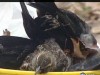 Blackbirds Dropping in the Dead of Night     